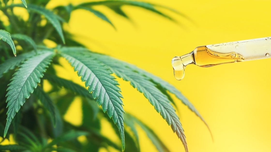 Cannabis Carrier Oils 1